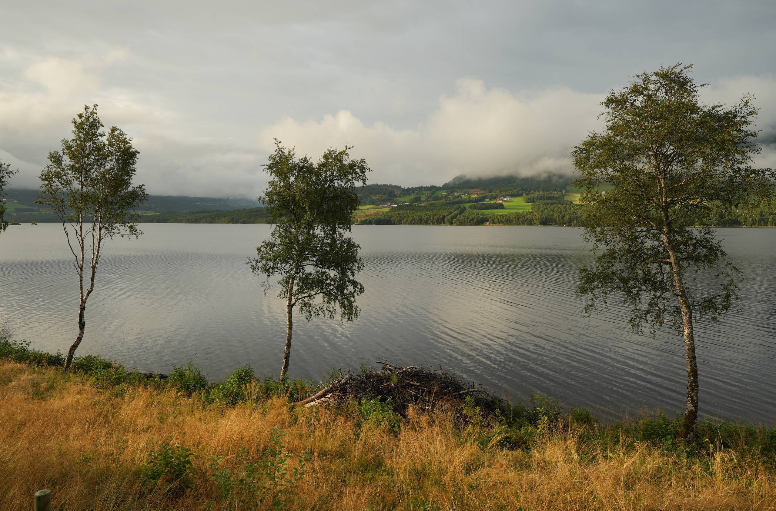 An image of three trees.